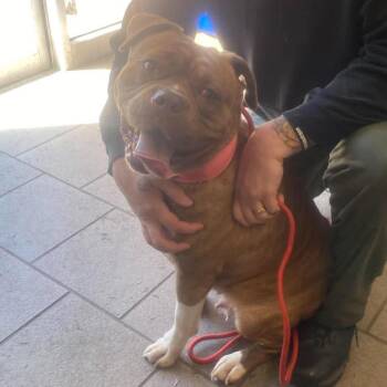 Mixed Breed Dogs Available for Adoption in Huntington, West Virginia - Mrs. Potato Head | PetCurious