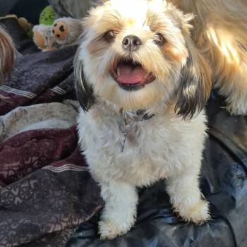 Rescue Shih Tzu Dogs for Adoption in Chatham, Ontario - Rosie | PetCurious