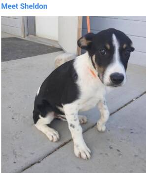 Sheldon -  Border Collie Dog for Adoption in Salt Lake City, Utah - Sheldon | PetCurious