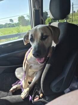 Lilith (Daisy) -  German Shepherd Dog and Cane Corso Dog for Adoption in Simcoe, Ontario - Lilith (Daisy) | PetCurious