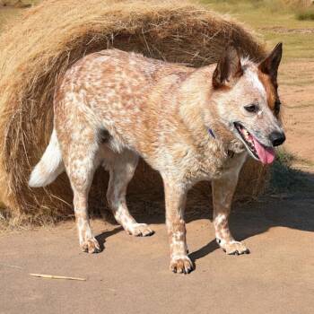 Jellyfish -  Australian Cattle Dog Blue Heeler Dog for Adoption in Lee