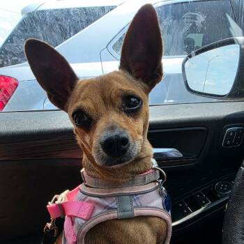 Stacy -  Chihuahua and Miniature Dachshund Dog for Adoption in Overland Park, Kansas - Stacy | PetCurious