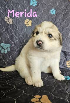 Great Pyrenees Dogs Available for Adoption in Newport, New Hampshire - Merida | PetCurious
