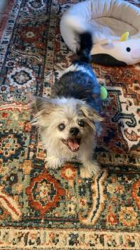 Shih Tzu Dogs Available for Adoption - Alex | PetCurious