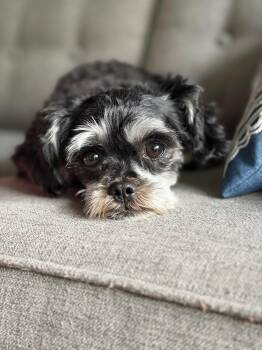 Raven -  Shih Tzu Dog for Adoption in Hobart, Wisconsin - Raven | PetCurious