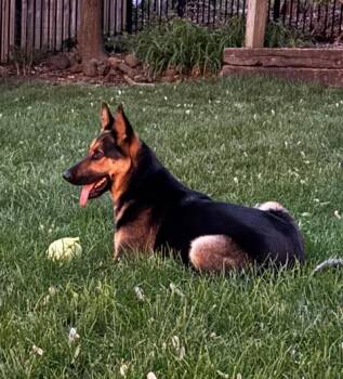 German Shepherd Dog Dogs Available for Adoption - LIESEL | PetCurious