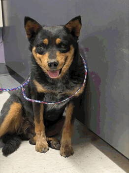 Rescue Australian Cattle Dog Blue Heeler Dogs for Adoption in Salt Lake City, Utah - Elly | PetCurious
