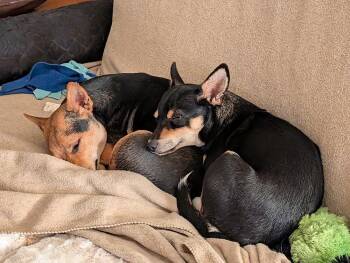 Dachshund and Chihuahua Dogs Available for Adoption - Nora | PetCurious
