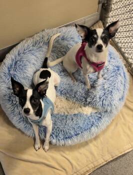 Edith & Archie Bunker (bonded pair) -  Toy Fox Terrier and Chihuahua Dog for Adoption in Montville, New Jersey - Edith & Archie Bunker (bonded Pair) | PetCurious