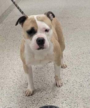 Pit Bull Terrier and Mixed Breed Dogs Available for Adoption in Kansas City, Missouri - Coquette | PetCurious