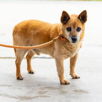 GEORGE -  Australian Cattle Dog Blue Heeler and Cardigan Welsh Corgi Dog for Adoption in Camarillo, California - GEORGE | PetCurious