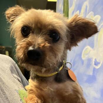 Dina -  Yorkshire Terrier Dog for Adoption in Lenexa, Kansas - Dina | PetCurious