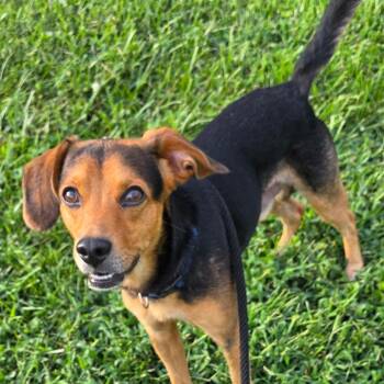 Ryder -  Beagle and Mixed Breed Dog for Adoption in Fairfax Station, Virginia - Ryder | PetCurious
