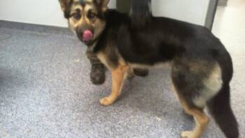 German Shepherd Dog and Siberian Husky Dogs Available for Adoption in Charlotte, North Carolina - A1262649 | PetCurious
