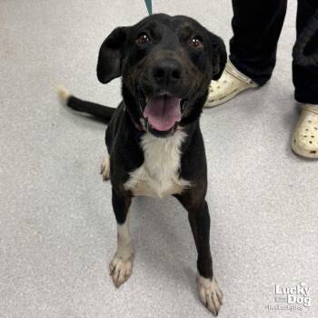 Beagle and Shepherd Dogs Available for Adoption in Washington, District Of Columbia - Carl | PetCurious