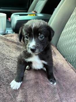 Packer the mixed breed puppy -  Miniature Pinscher and Schnauzer Dog for Adoption in Muskego, Wisconsin - Packer The Mixed Breed Puppy | PetCurious