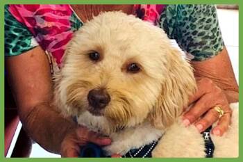 Aussiedoodle Dogs Available for Adoption in Amherst, Massachusetts - Archie | PetCurious