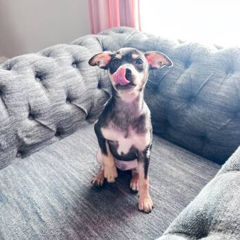 Chiweenie Dogs Available for Adoption - Clark | PetCurious
