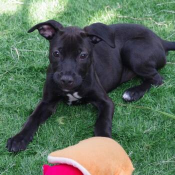 Terrier Dogs Available for Adoption in Miami, Florida - Puppy Trixie | PetCurious
