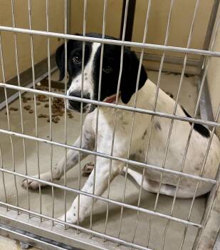 Nina -  English Pointer Dog for Adoption in Sparta, North Carolina - Nina | PetCurious