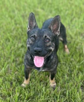 Pygmy -  French Bulldog Dog for Adoption in Houston, Texas - Pygmy | PetCurious