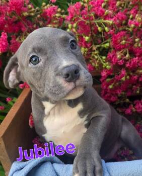 JUBILEE -  Pit Bull Terrier Dog for Adoption in Fosters, Alabama - JUBILEE | PetCurious