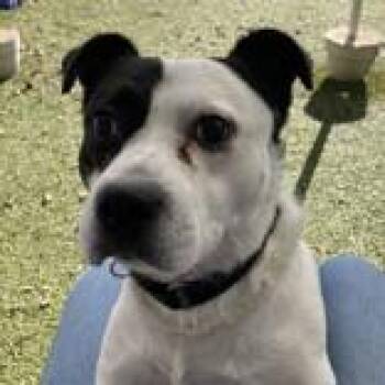 Leonidas -  Hound Dog for Adoption in Hilliard, Ohio - Leonidas | PetCurious