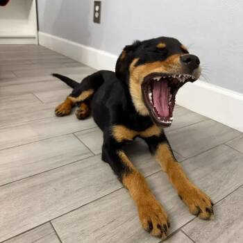 Rottweiler Dogs Available for Adoption - Mia | PetCurious