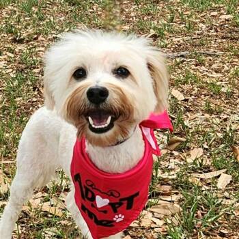 West Highland White Terrier Westie and Mixed Breed Dogs Available for Adoption in Austin, Texas - Lily JW | PetCurious