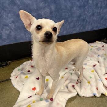 Rescue Terrier Dogs for Adoption in Antioch, California - Curly | PetCurious