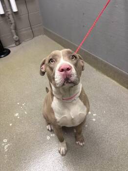 Pit Bull Terrier Dogs Available for Adoption - POP STAR | PetCurious