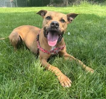 Rescue Pit Bull Terrier Dogs for Adoption in Indianapolis, Indiana - Hank | PetCurious