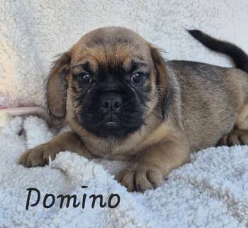 Pug Dogs Available for Adoption in Phelan, California - Domino | PetCurious