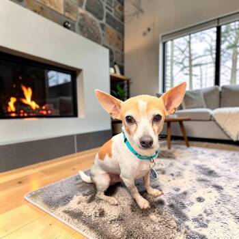Chile -  Chihuahua Dog for Adoption in Fort Worth, Texas - Chile | PetCurious