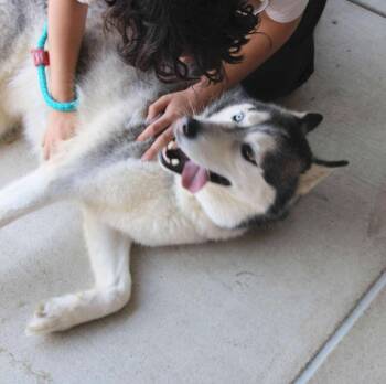 Siberian Husky Dogs Available for Adoption - Hachi | PetCurious
