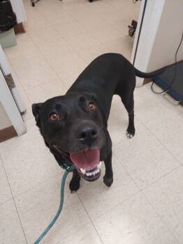 Rescue Pit Bull Terrier Dogs for Adoption in Mocksville, North Carolina - Storm | PetCurious