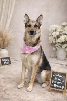German Shepherd Dog Dogs Available for Adoption in Lucas, Texas -  Patricia  | PetCurious