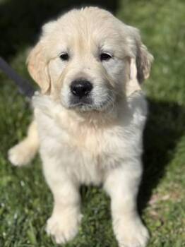 Golden Retriever Dogs Available for Adoption in Malvern, Pennsylvania - Harry | PetCurious