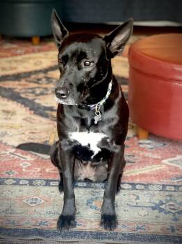Dutch Shepherd and Terrier Dogs Available for Adoption - Dottie Lonestar | PetCurious