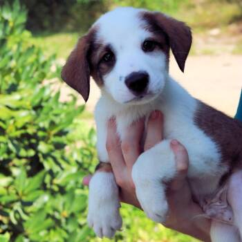 CT Smolder avail Aug 15 (Tractor Supply- Putnam, CT) -  Australian Shepherd and Mixed Breed Dog for Adoption in Stormville, New York - CT Smolder Avail Aug 15 (Tractor Supply- Putnam, CT) | PetCurious