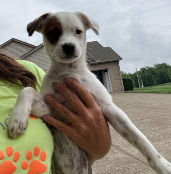 Terrier and Poodle Dogs Available for Adoption in Cincinnati, Ohio - BIRDIE | PetCurious