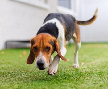 Bullet -  Beagle and Terrier Dog for Adoption in Bloomfield, Connecticut - Bullet | PetCurious