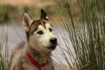 Alaskan Malamute and Siberian Husky Dogs Available for Adoption in Walnut Creek, California - Ritz | PetCurious