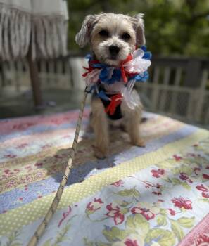 Yorkshire Terrier and Maltese Dogs Available for Adoption - Roxy | PetCurious