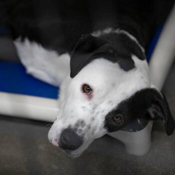 Tommie (AG26-45) -  Mcnab Dog for Adoption in Peyton, Colorado - Tommie (AG26-45) | PetCurious