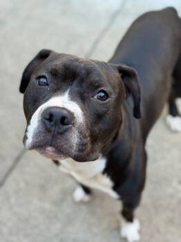 Rescue American Staffordshire Terrier Dogs for Adoption in Wheaton, Illinois - Armstrong | PetCurious