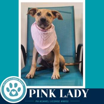 Pink Lady (Apple Bobbers) 102426 -  Shepherd and Cattle Dog Dog for Adoption in Kimberton, Pennsylvania - Pink Lady (Apple Bobbers) 102426 | PetCurious