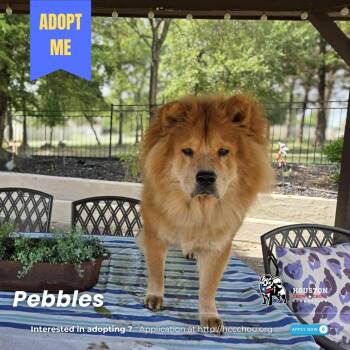 Rescue Chow Chow Dogs for Adoption in Houston, Texas - Pebbles | PetCurious
