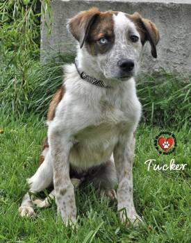 Cattle Dog Dogs Available for Adoption in Joliet, Illinois - Tucker | PetCurious