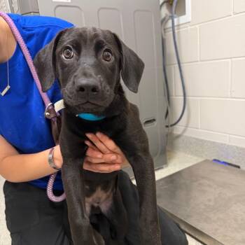 Mixed Breed Dogs Available for Adoption in Englewood, Florida - Shadow | PetCurious